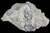 Purple/Gray Fluorite Cluster - Marblehead Quarry Ohio #81168-1